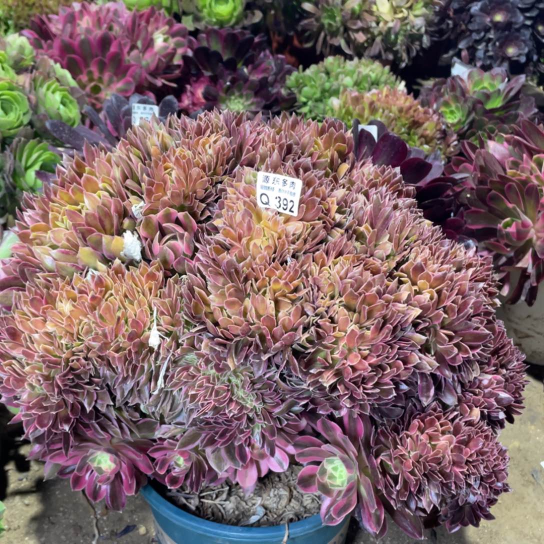 392女神多肉法师断枝不包