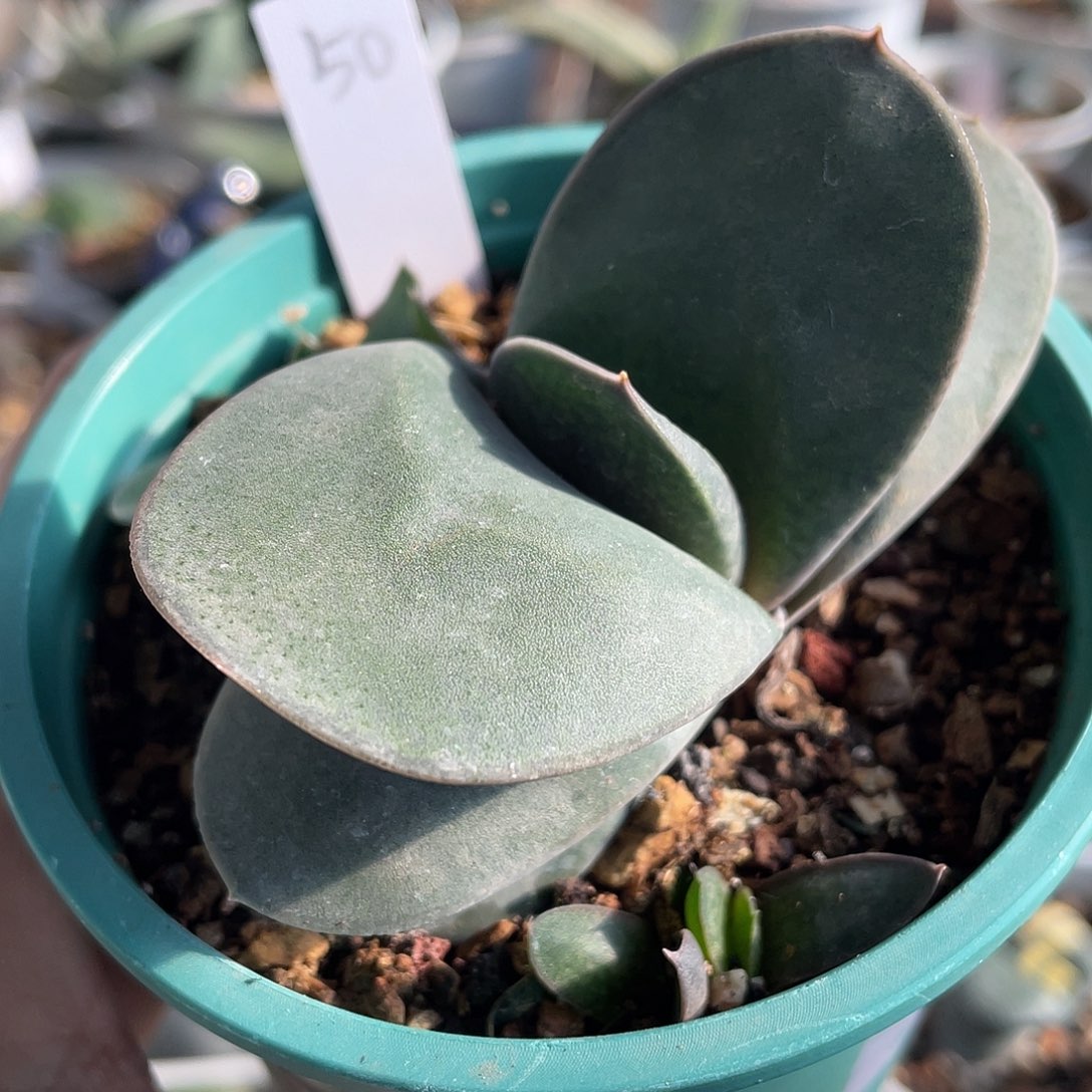 50鲨鱼掌小转脱土发货