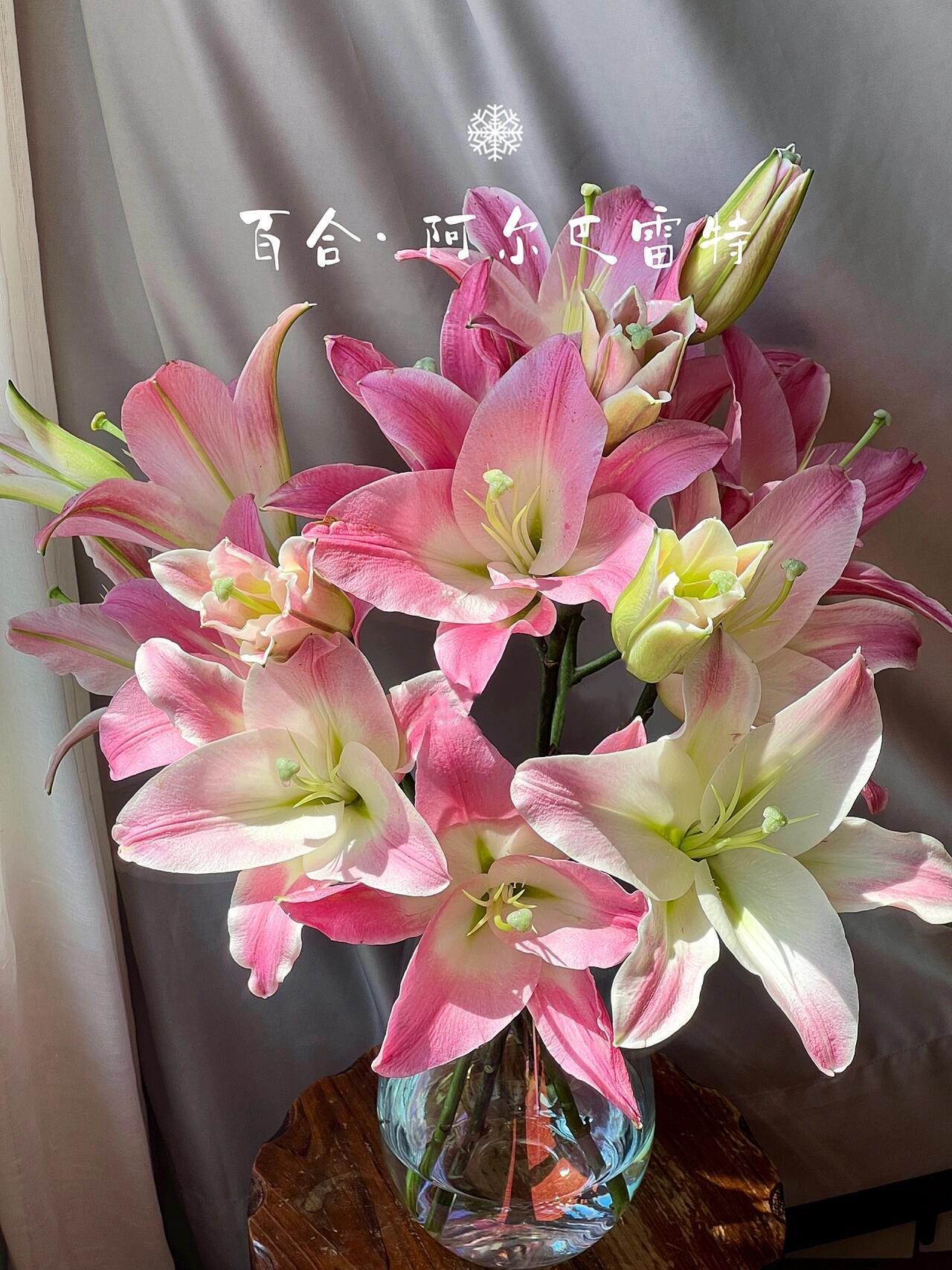 阿尔巴雷特香水百合渐变粉宽瓣百合有香味水养鲜花