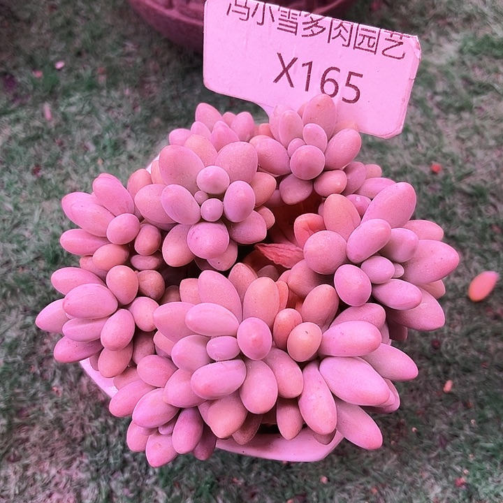 我是第一百个为妖姬应援