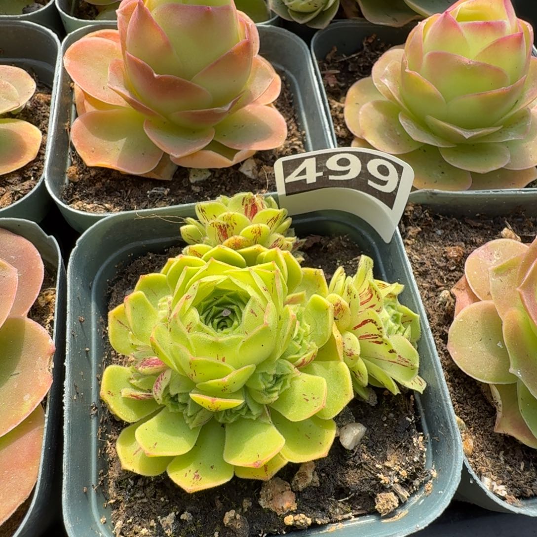 黄金毛绒499山地玫瑰