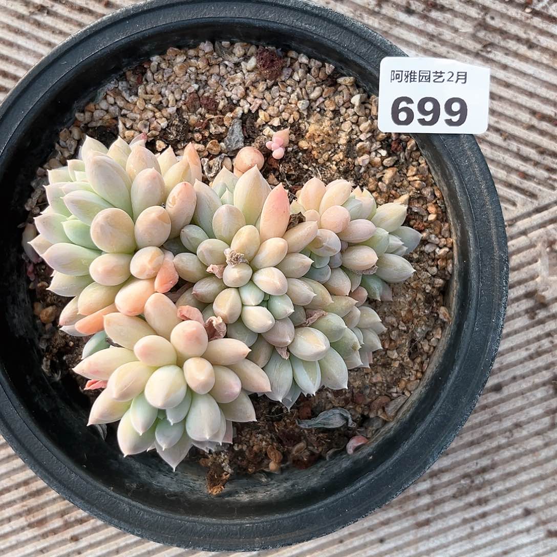 阿雅园艺。   699