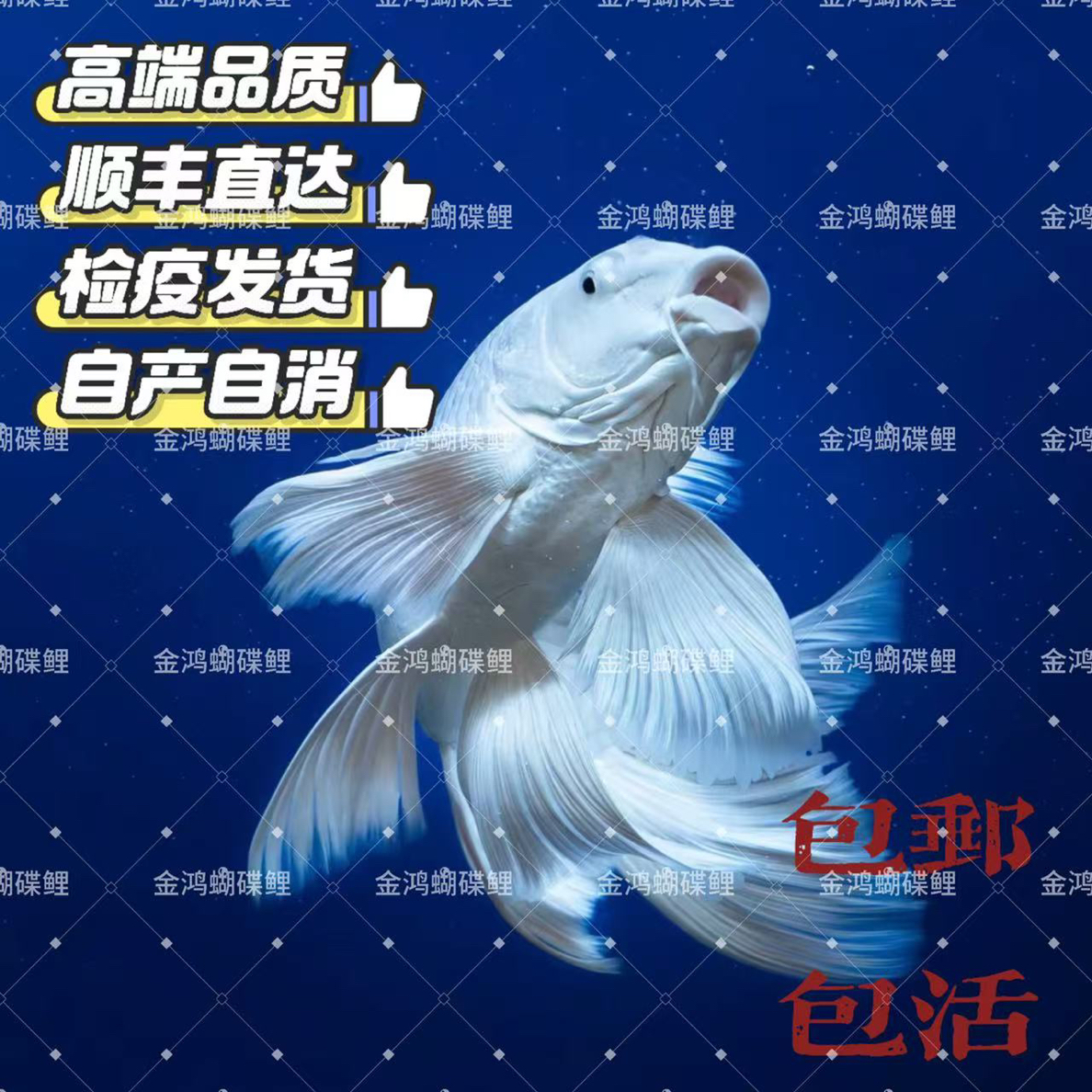 18-20公分赛级精品白色贵妃普身蝴蝶鲤群养混养好养大鳍渔场直发