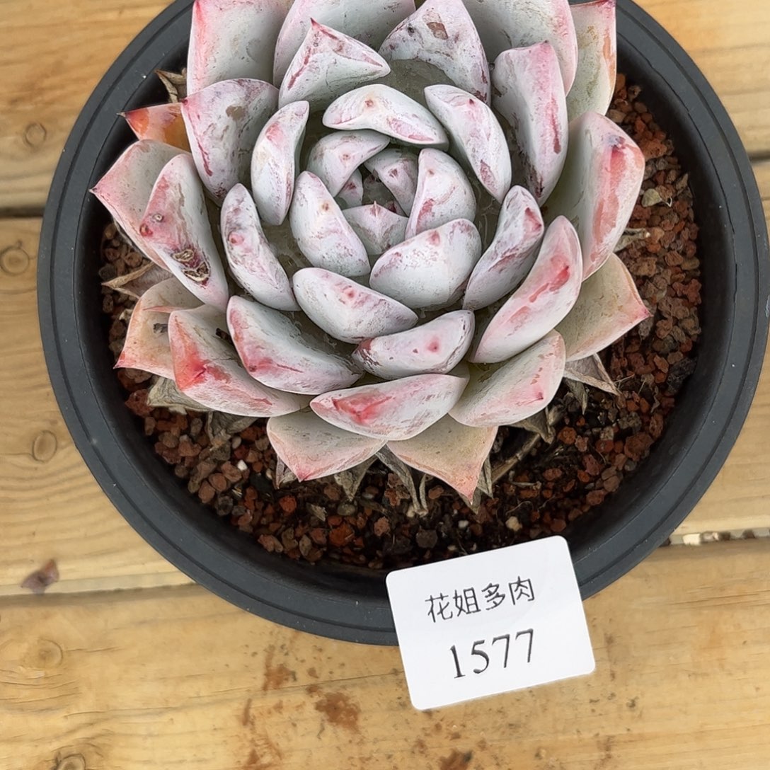 淡***笑1577卡杂福利价出多肉植物