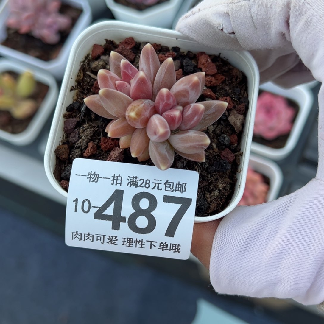 乌拉克拉多肉多肉多肉多肉多肉