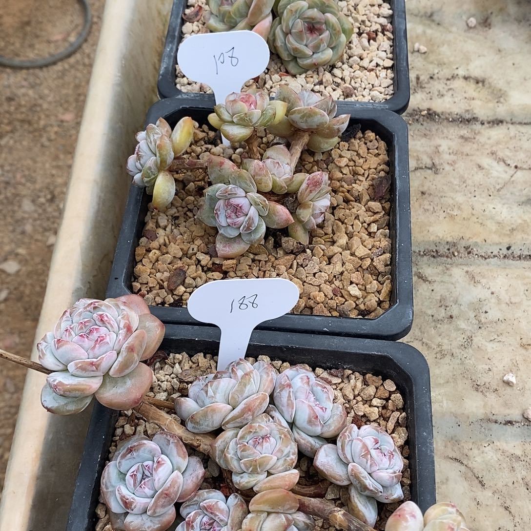 T***鹉三盆组合哈哈哈哈哈哈