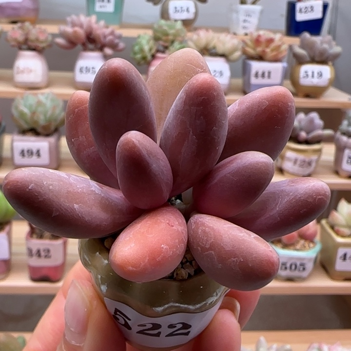 522红手指满38包邮（除新疆 西藏 内蒙） 