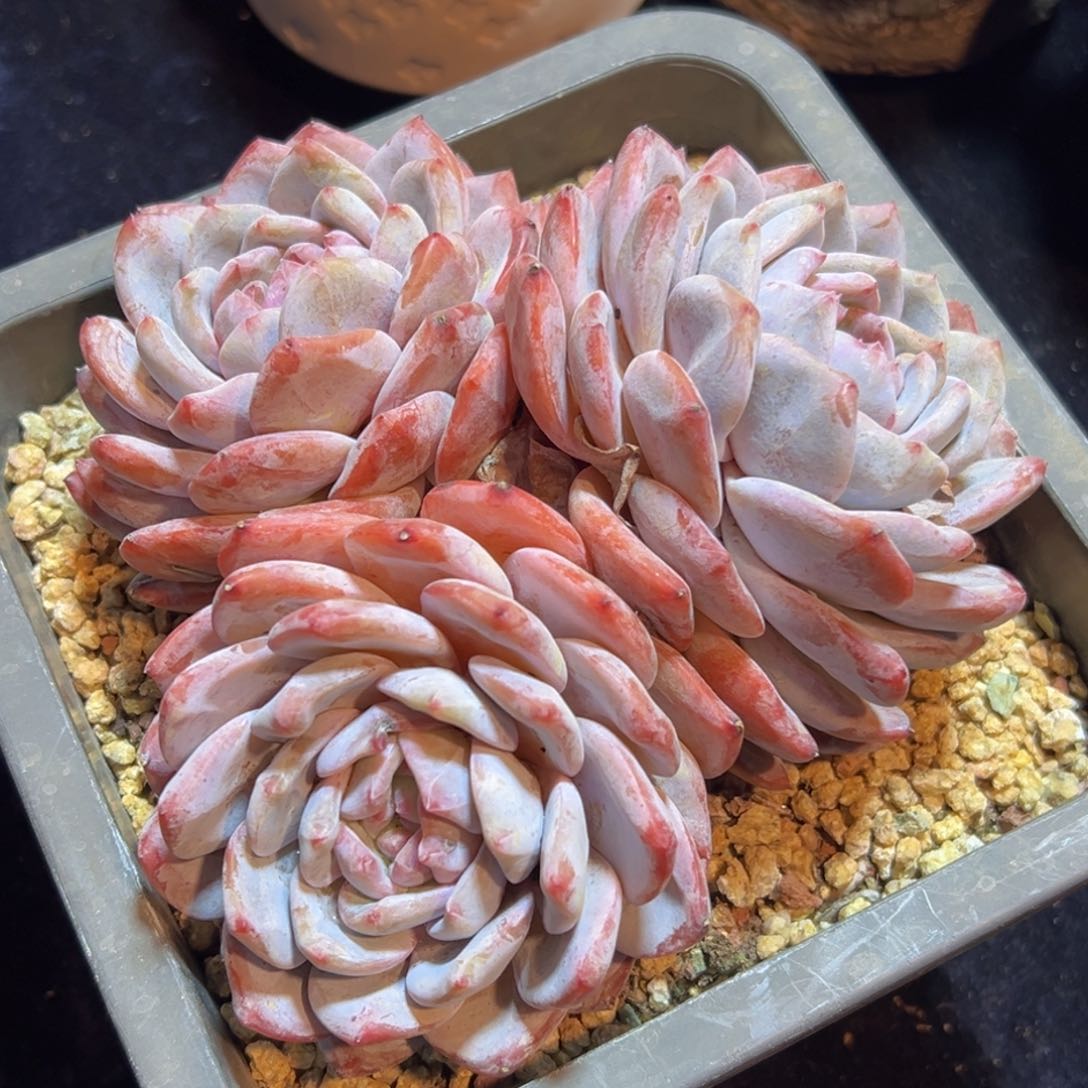 新年快乐 新年快乐