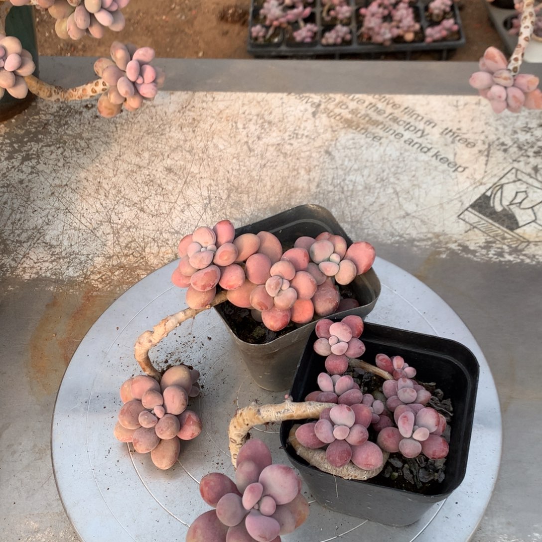 桃蛋老桩不带盆41号