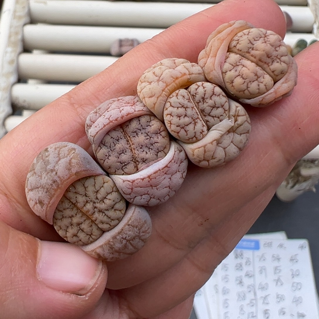 12.24好看的多肉脱土发货631