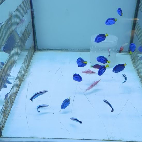 3+蓝吊一条海水鱼