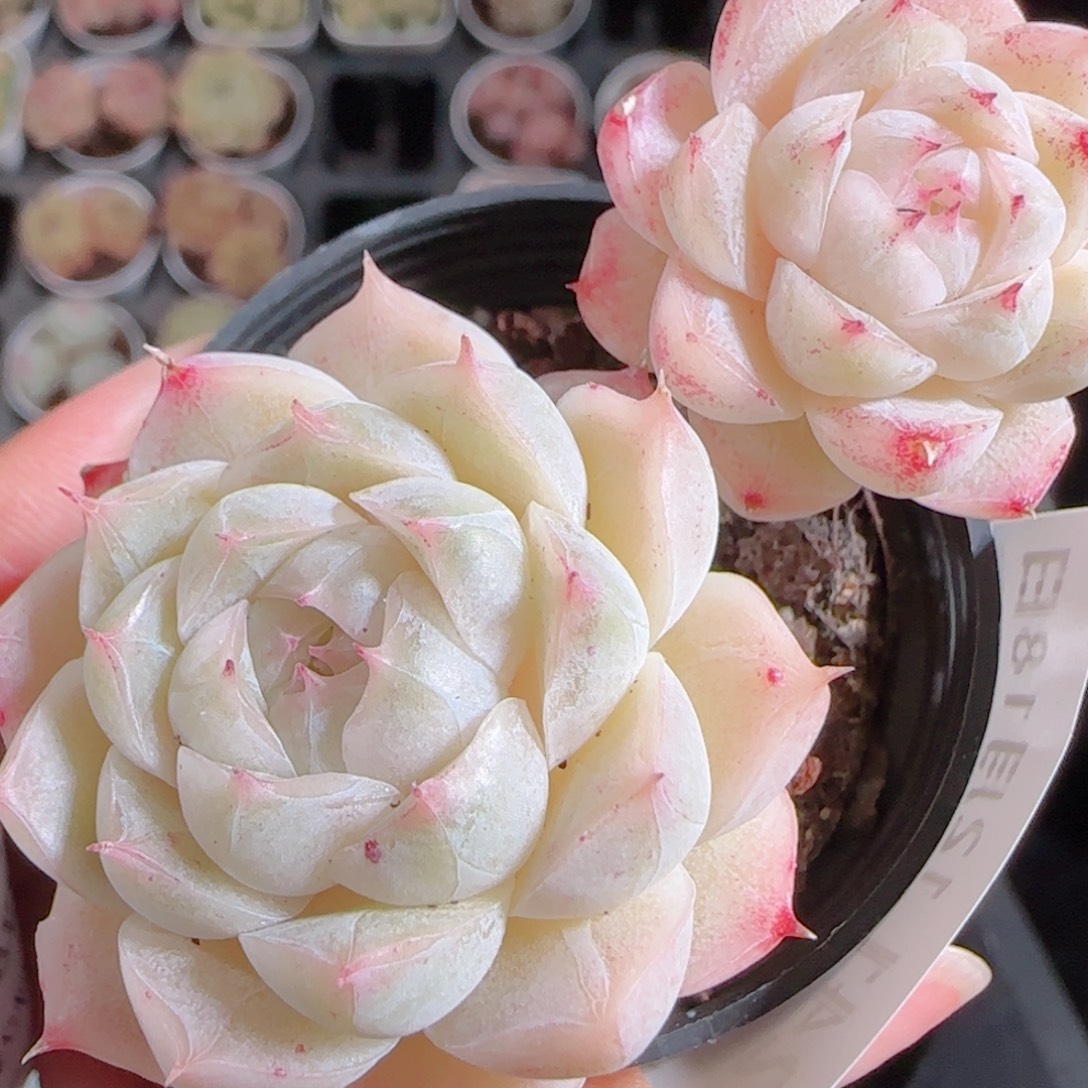 花语多肉1218-241散