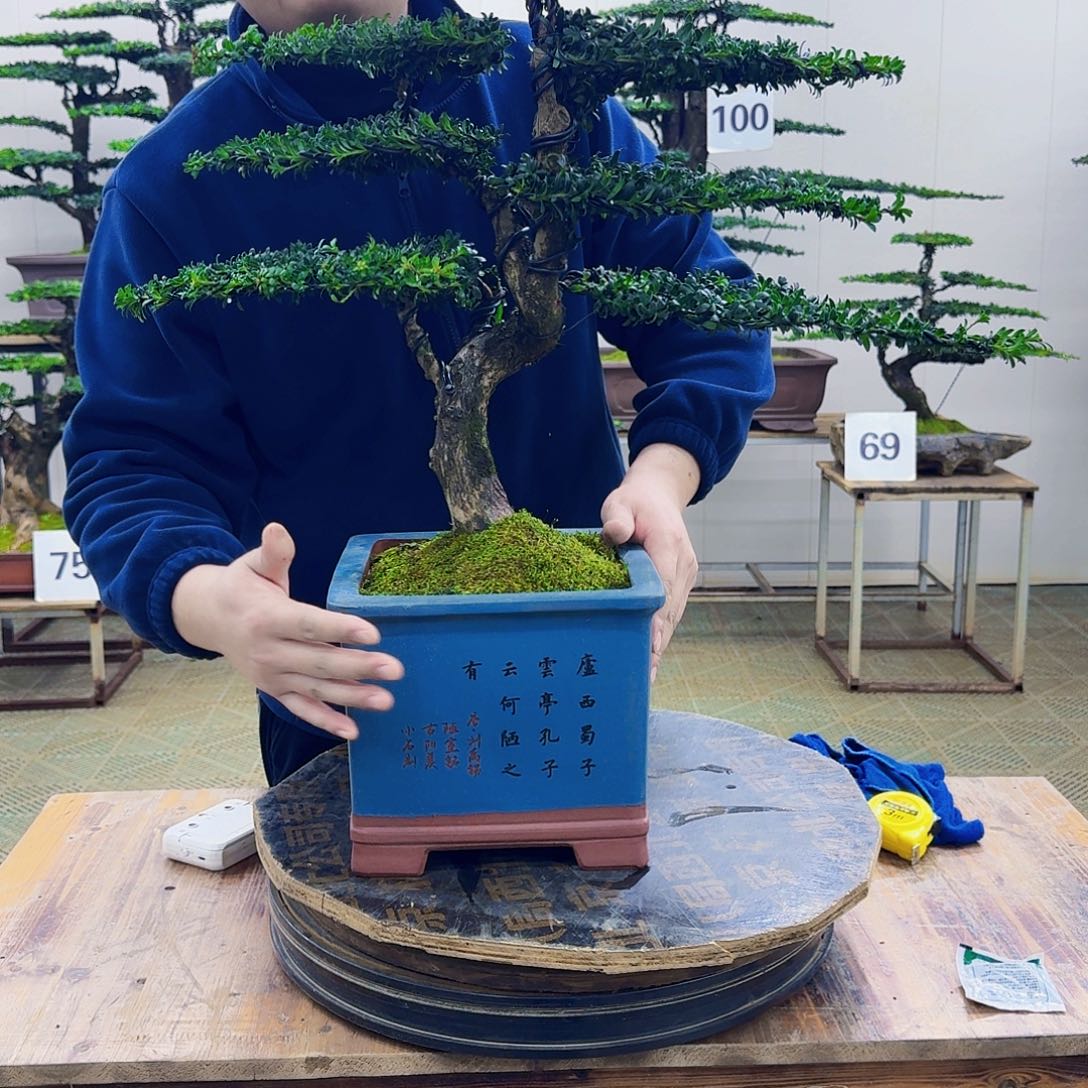 无花朵珍珠红芽罗汉松造型盆景