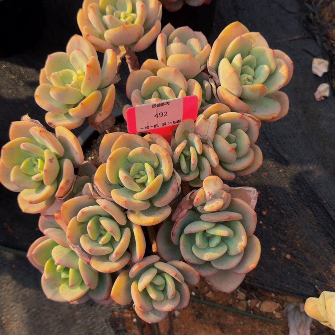 492白月光肉肉肉肉肉肉