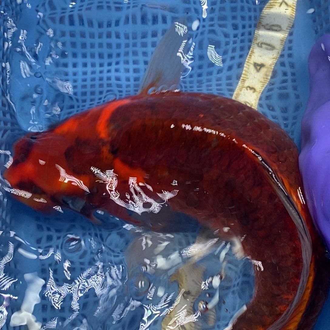 锦鲤冷水锦鲤包邮