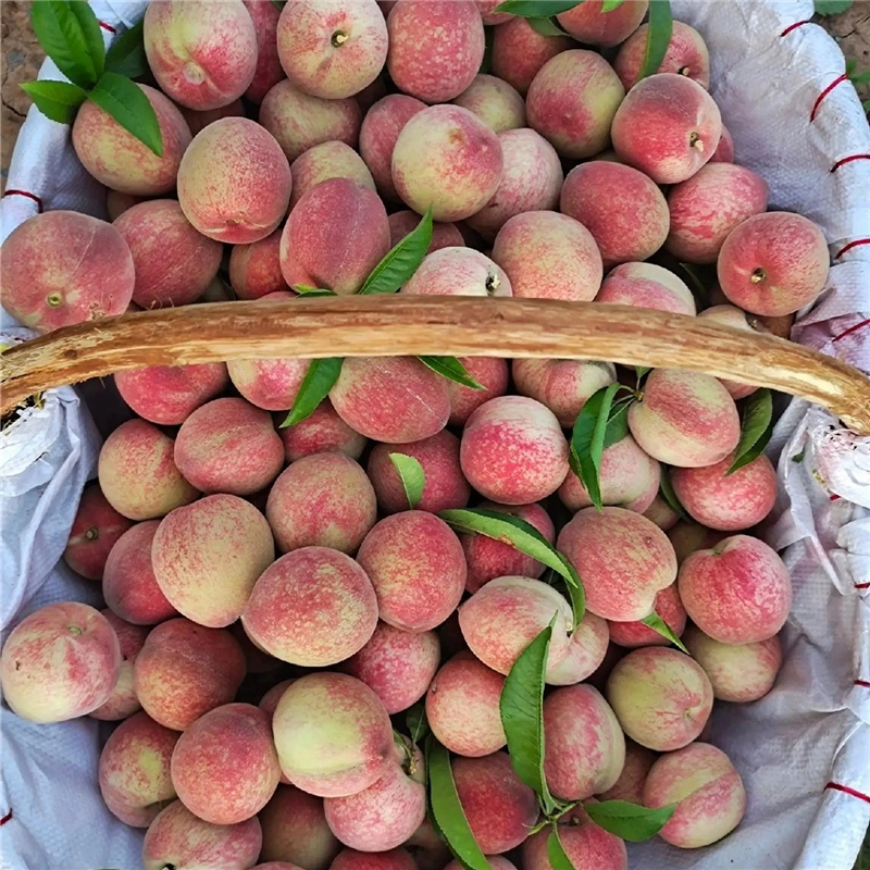 【精品中小果】湖北广水十里河正宗胭脂红血桃新鲜桃子现摘整箱