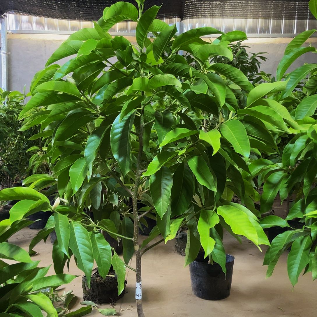 完全开放白兰花福利价格80