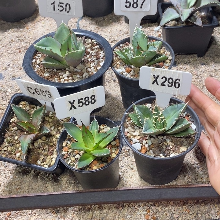 艺**来福利 5 颗如图！！！！！