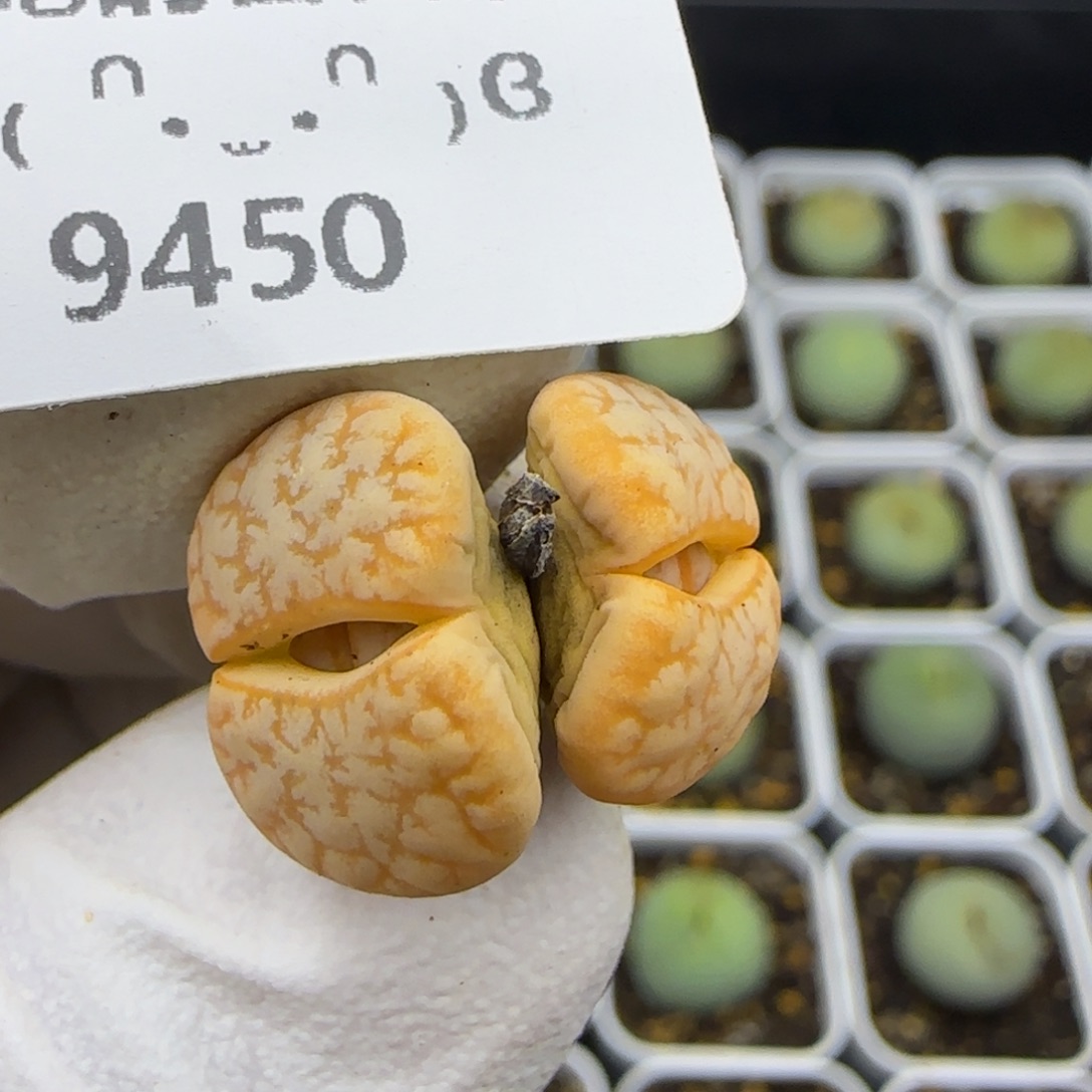 9450。默认脱土。18包邮。偏远88包邮