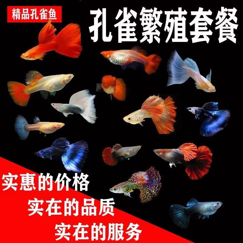 【漂亮孔雀鱼组合】可繁殖公母搭配2-3cm耐活好养小型淡水鱼