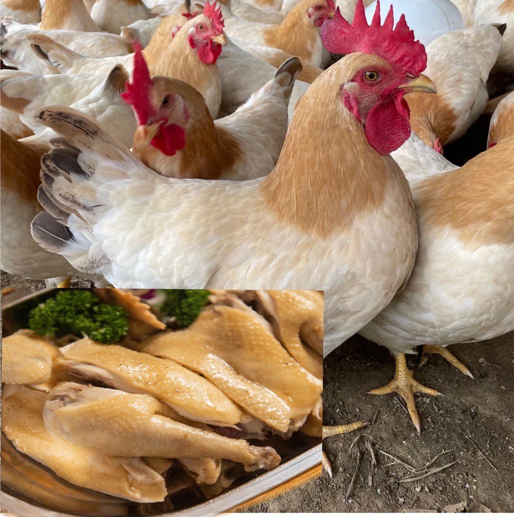 8只古典母鸡鸡肉 散养200天以上的整鸡 可白切可炒