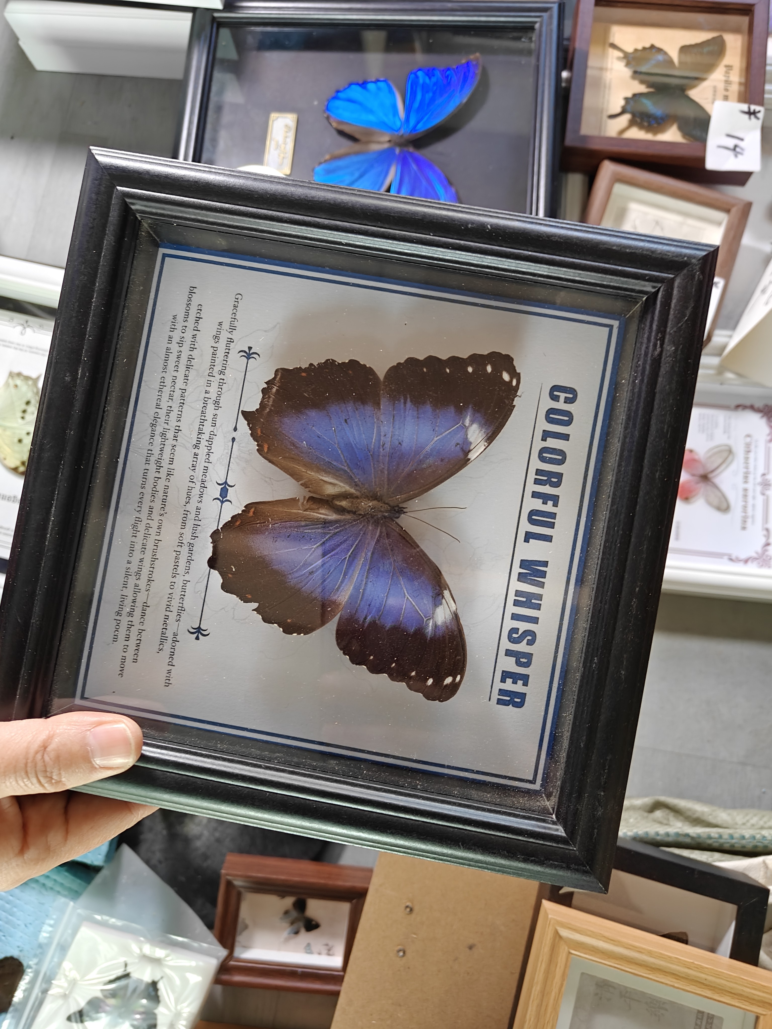 真蝴蝶标本实木相框复古家居装饰画生日礼物