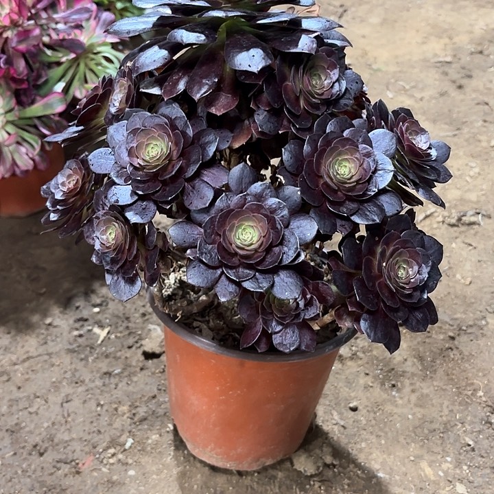 多肉植物赤焰莲7