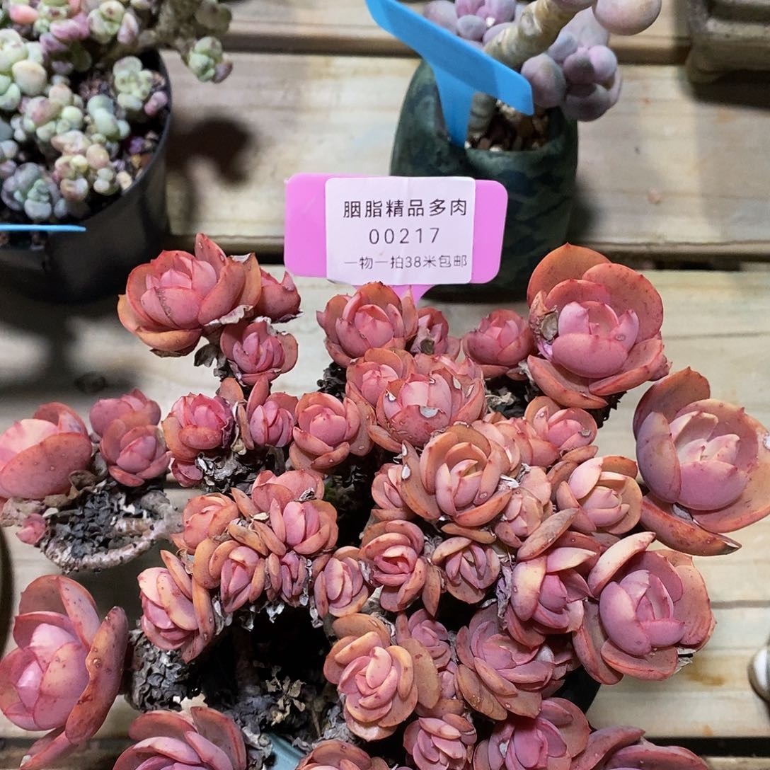 00217，凑咯额咯哦哦哦小雨