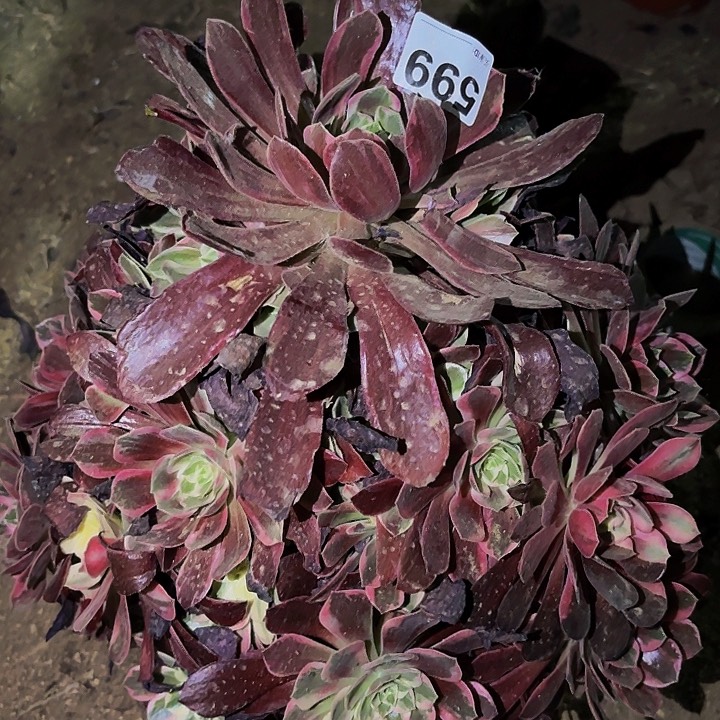 599婚纱多肉植物不售后