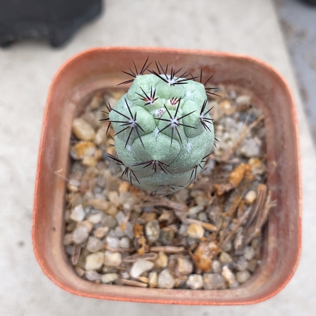 帝王丸自根仙人球