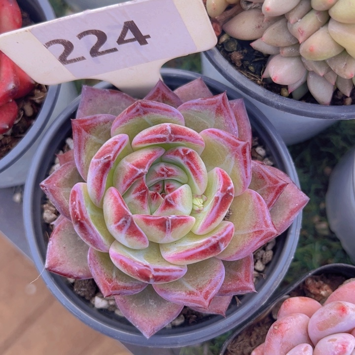 健健康康平平安安