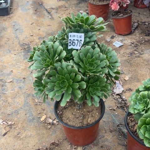 676原始绿不包断枝