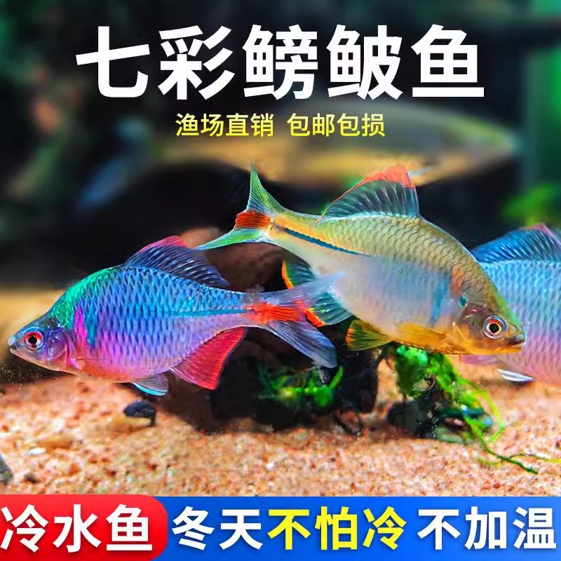 观赏鳑鲏鱼淡水旁皮活体七彩观赏鱼小鱼原生群游小型除藻冷水高体
