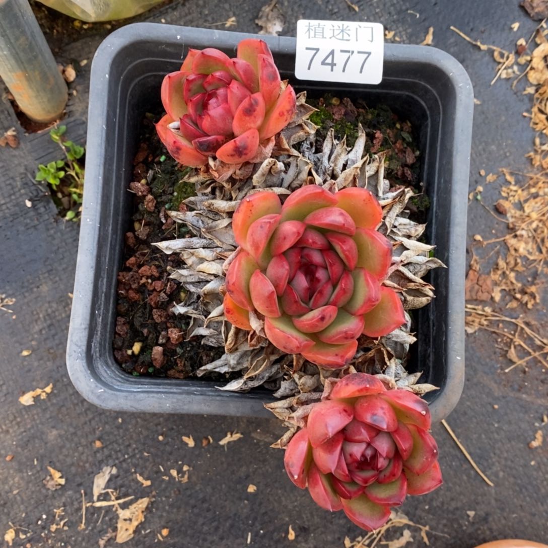 陌***绵杂交精品多肉7477~12厘米~叶伤