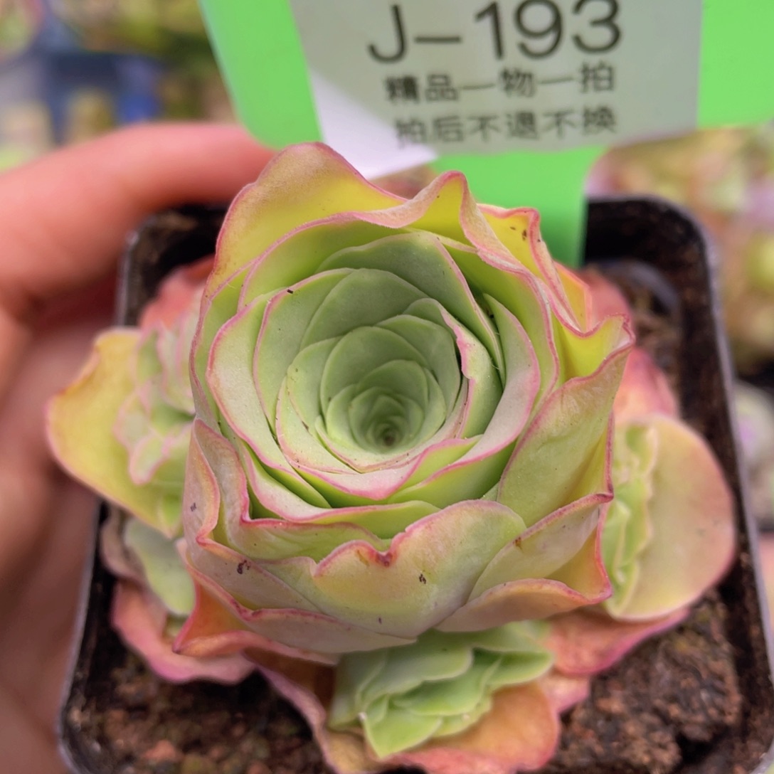 浣纱玫瑰J193一物一拍