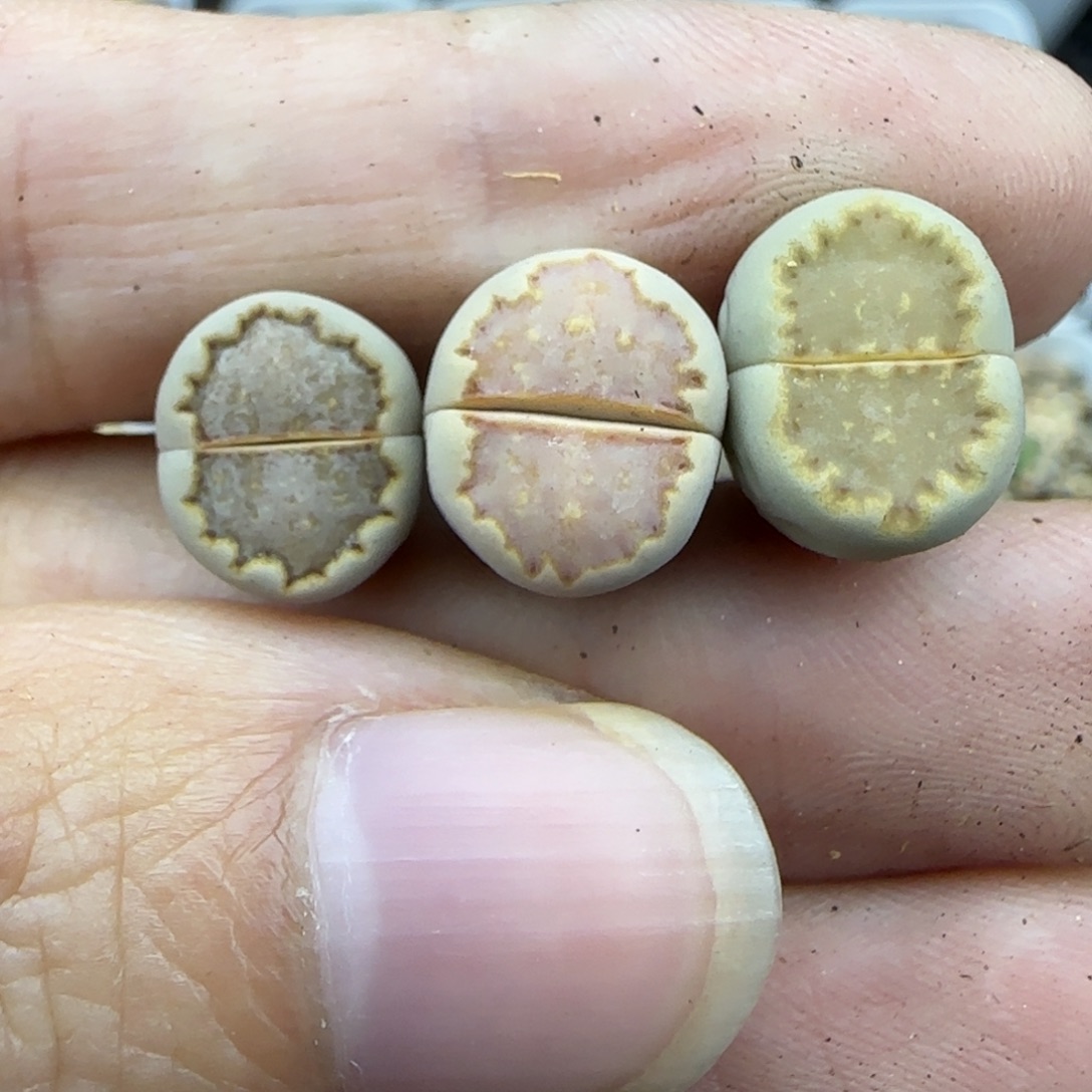 56饼干清框福利30包邮