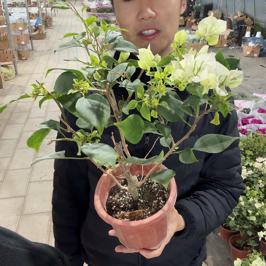 当前无花栽培后可以开花三角梅绿樱一盆