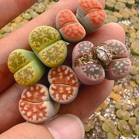 【闪购商品】20016