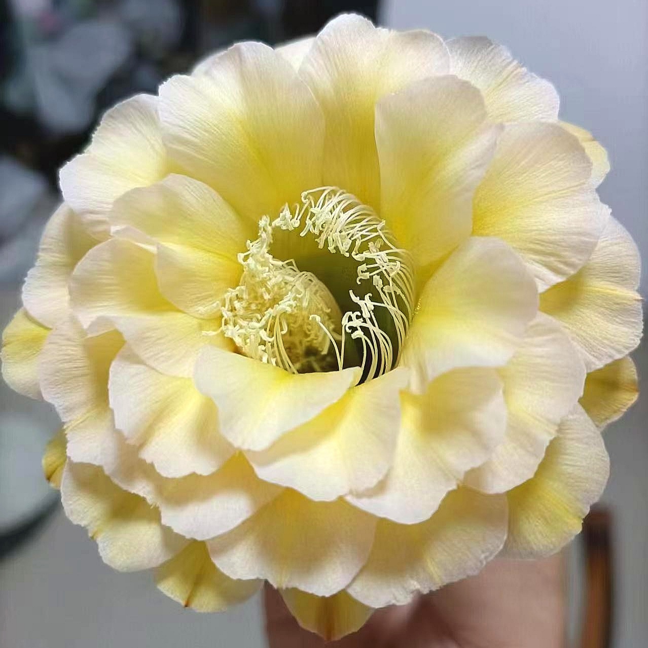 开花仙人球 彩草 蛋黄派 