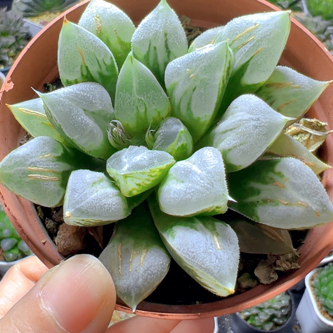 红盆爱心寿母本玉露1