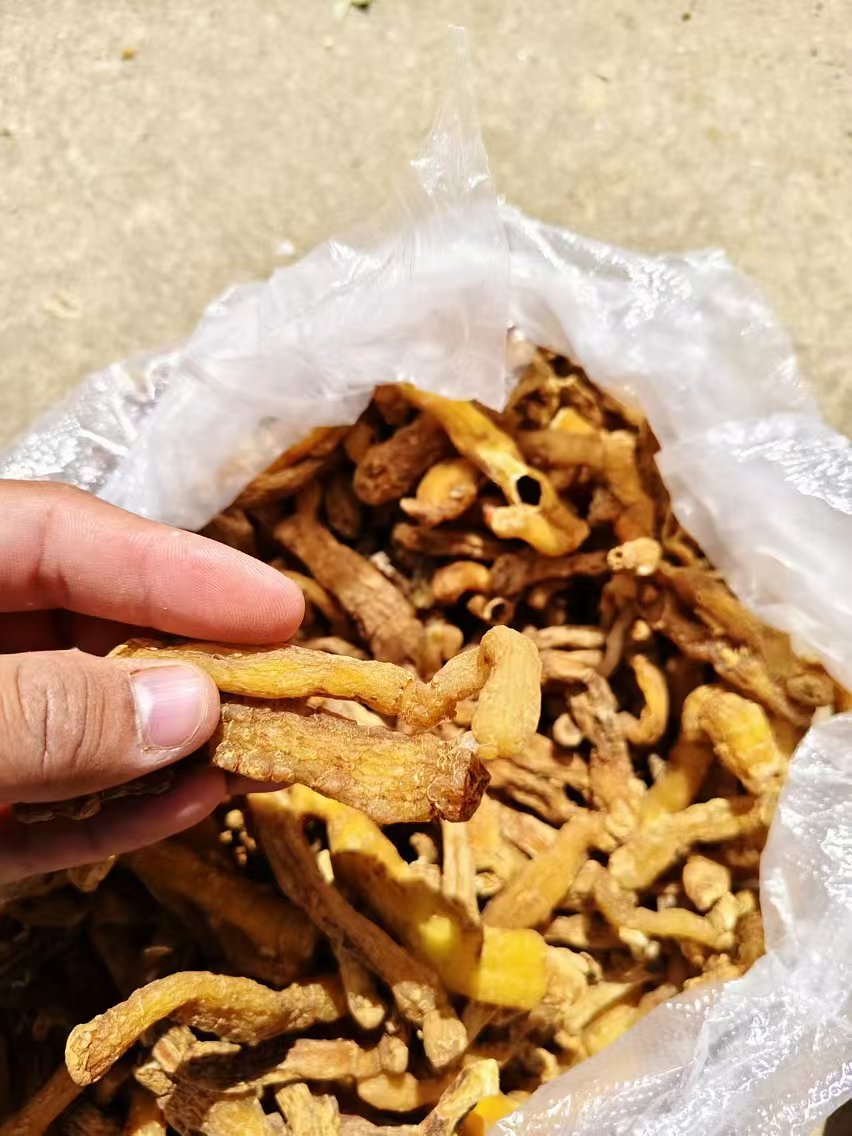 山地王----优选玉竹