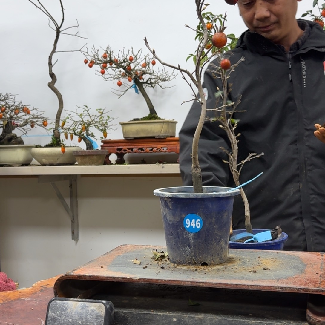 爱***明无花朵946顺丰到付不包邮