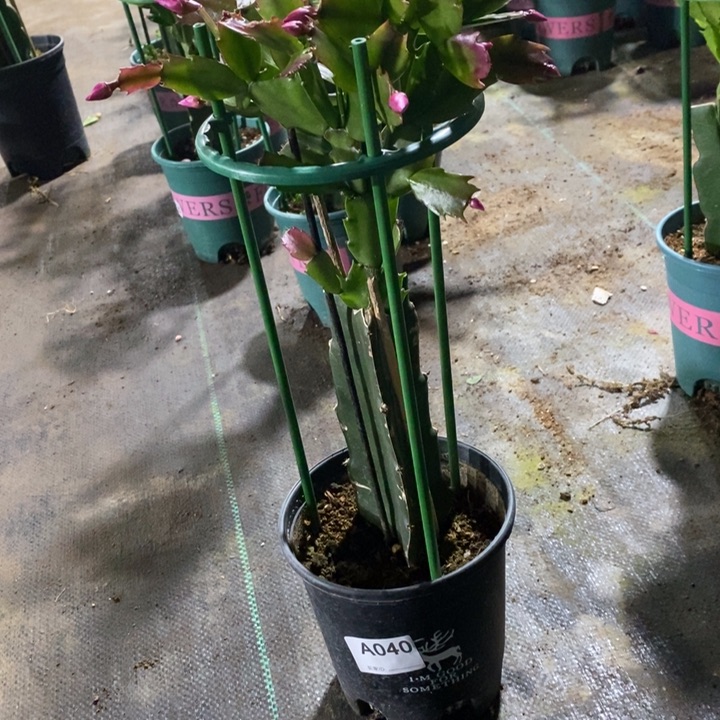 大部分花苞少量开放泽*奶040嫁接085