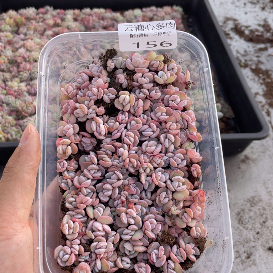 云糖心多肉植物156