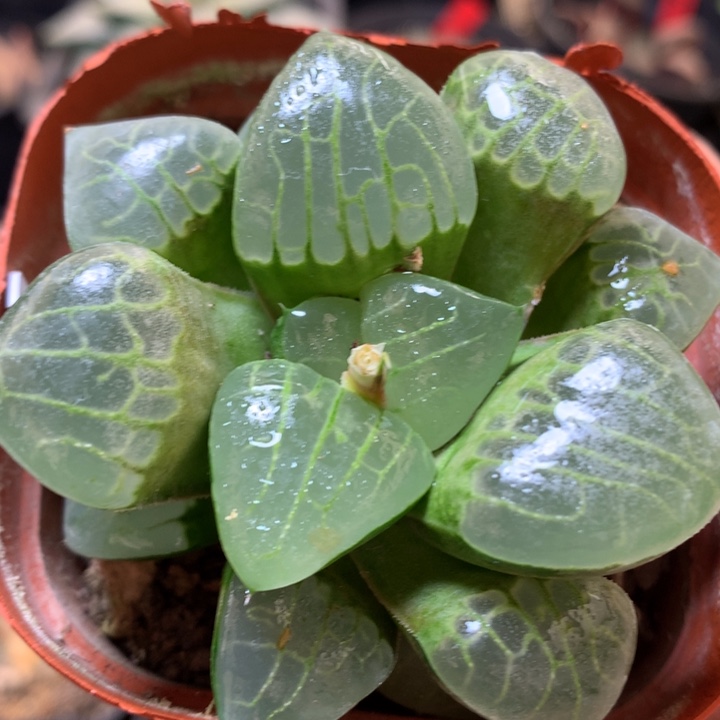 冰魄女王受带盆土