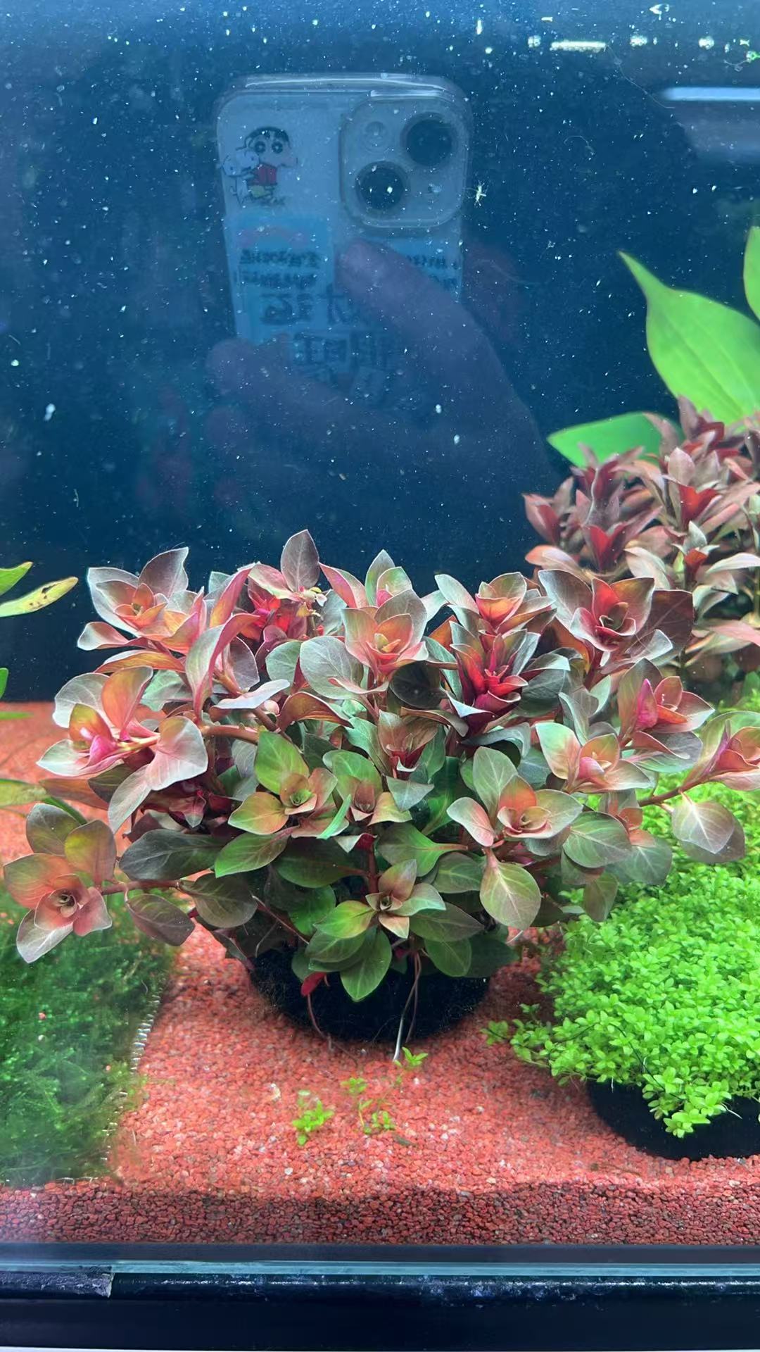 经典水草   紫红丁香