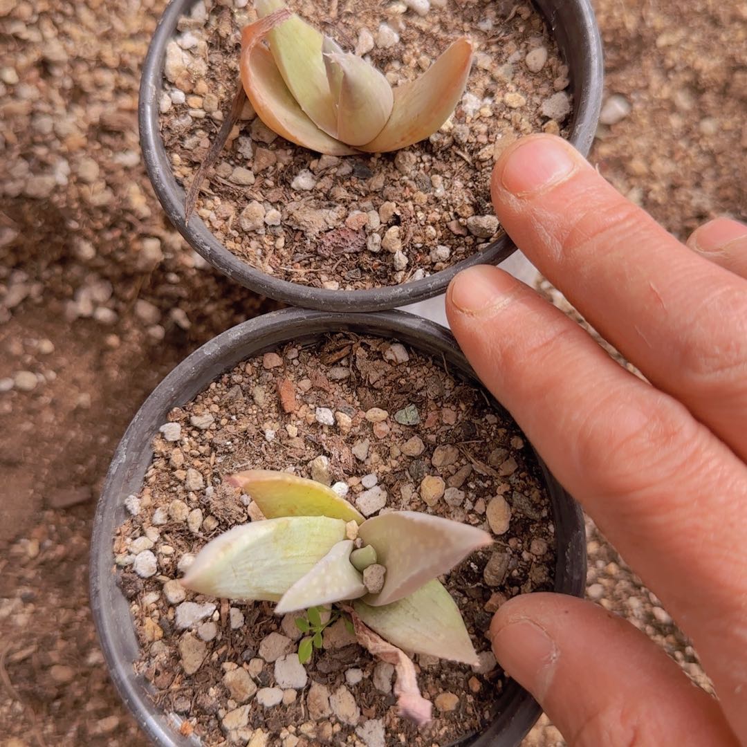 洌***块根植物块根植物