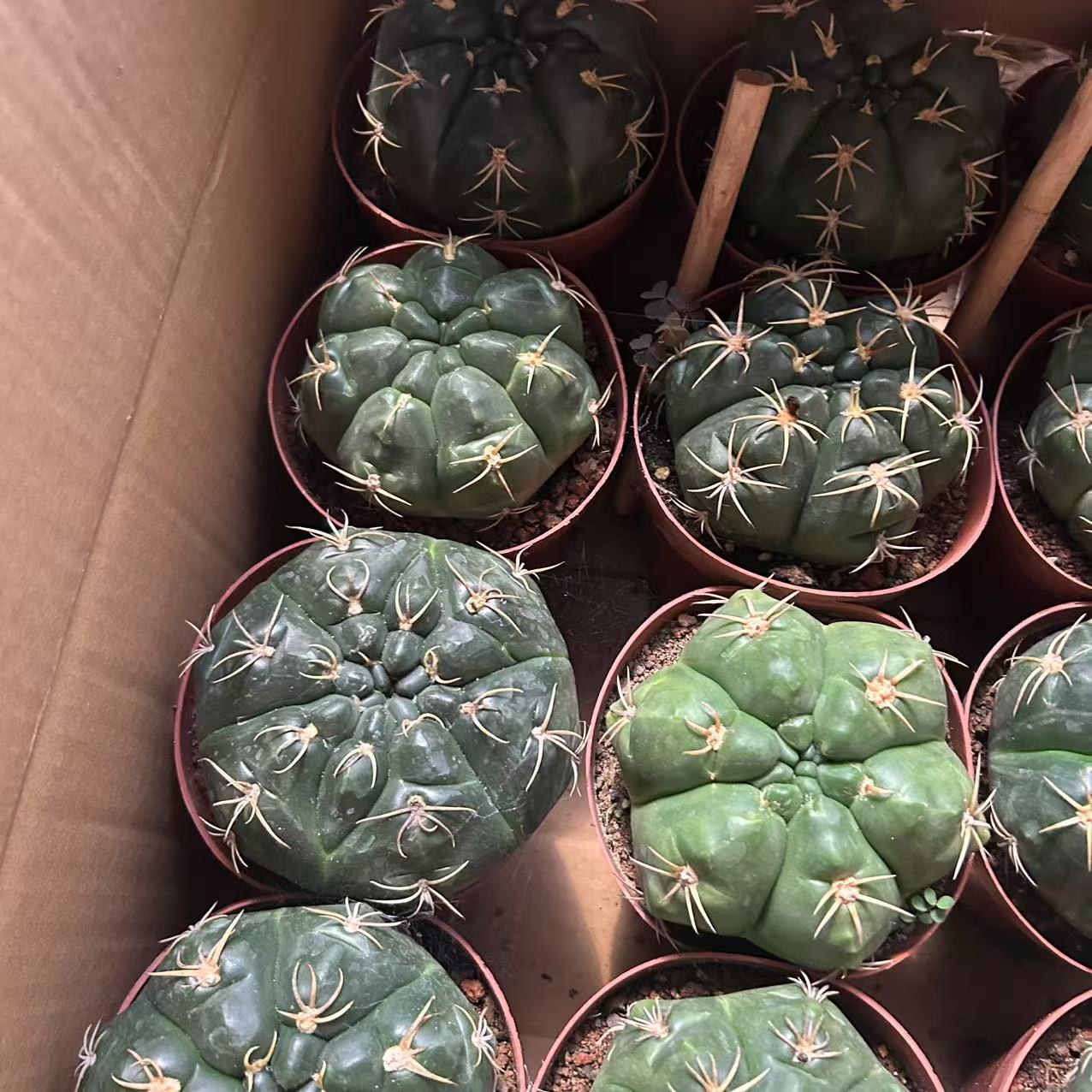 大号海王  仙人球夏型种绿植盆栽桌面阳台办公室摆件