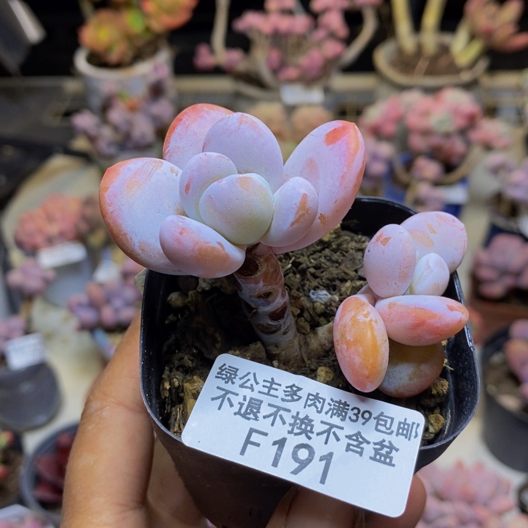 191雪美人多肉5c m