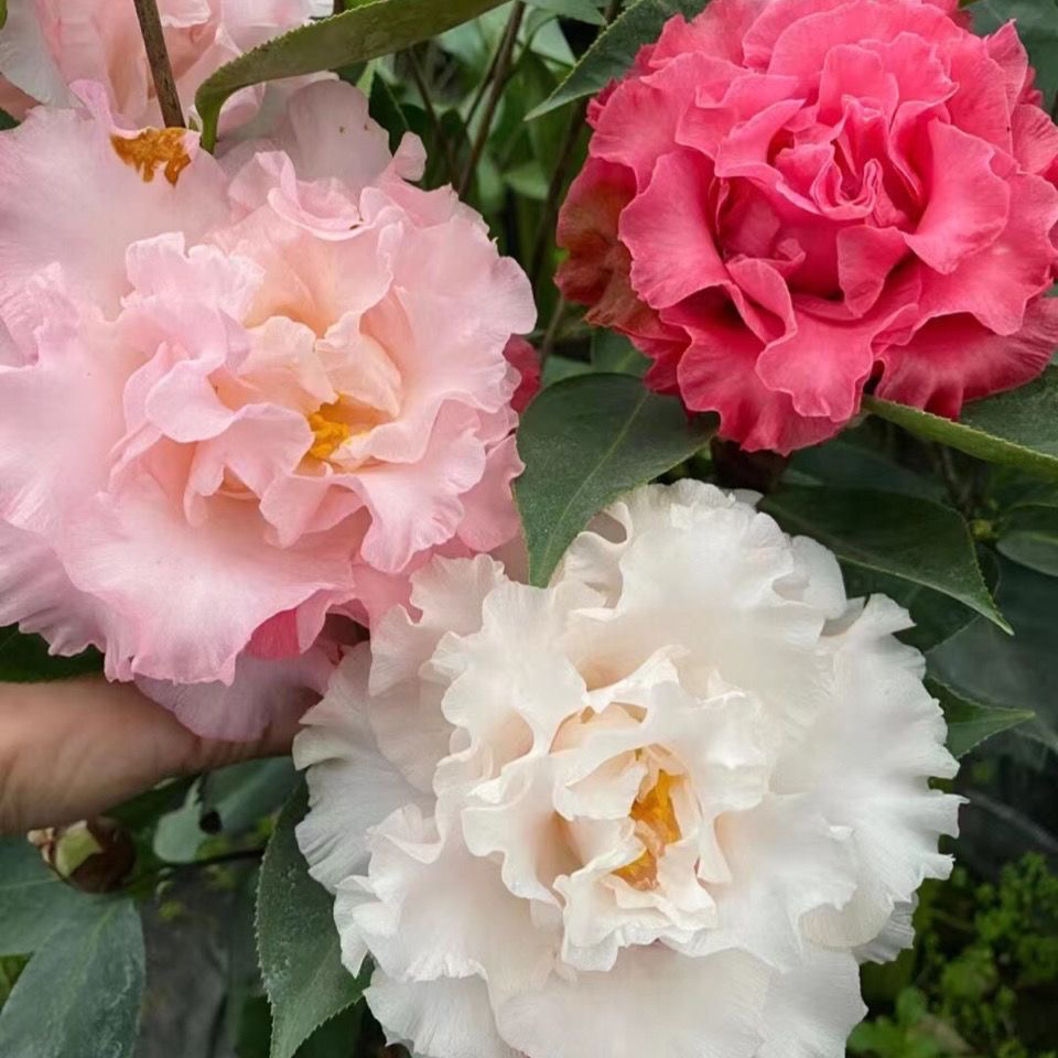 依莲贝蒂山茶花树苗珍贵品种室内室外耐寒耐热花卉盆栽好养